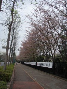柏の葉高校の桜